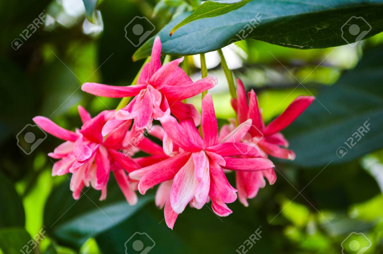 ラングーンクリーパー鉢植え ラングーンクリーパー鉢植え 値下げ