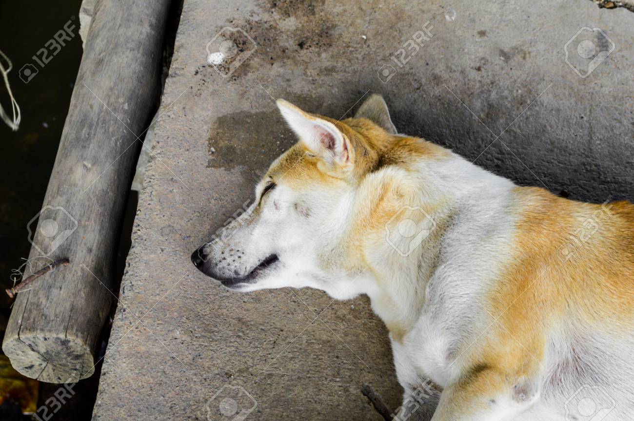 etiam-dictum-ipsum-a-felis