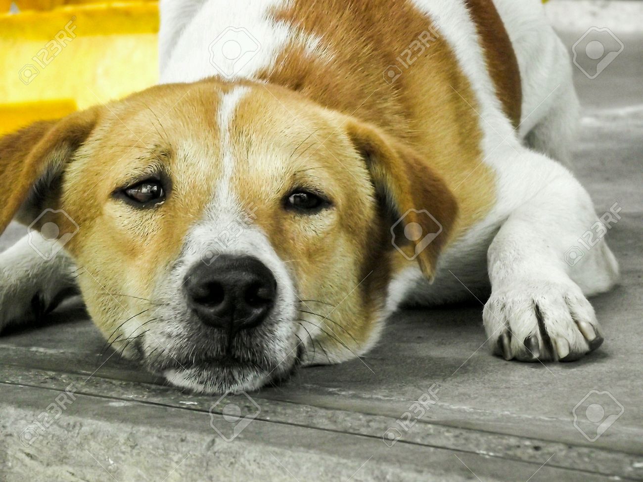 etiam-dictum-ipsum-a-felis