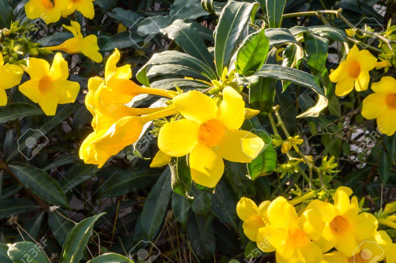 庭の黄色のアラマンダ花 の写真素材 画像素材 Image