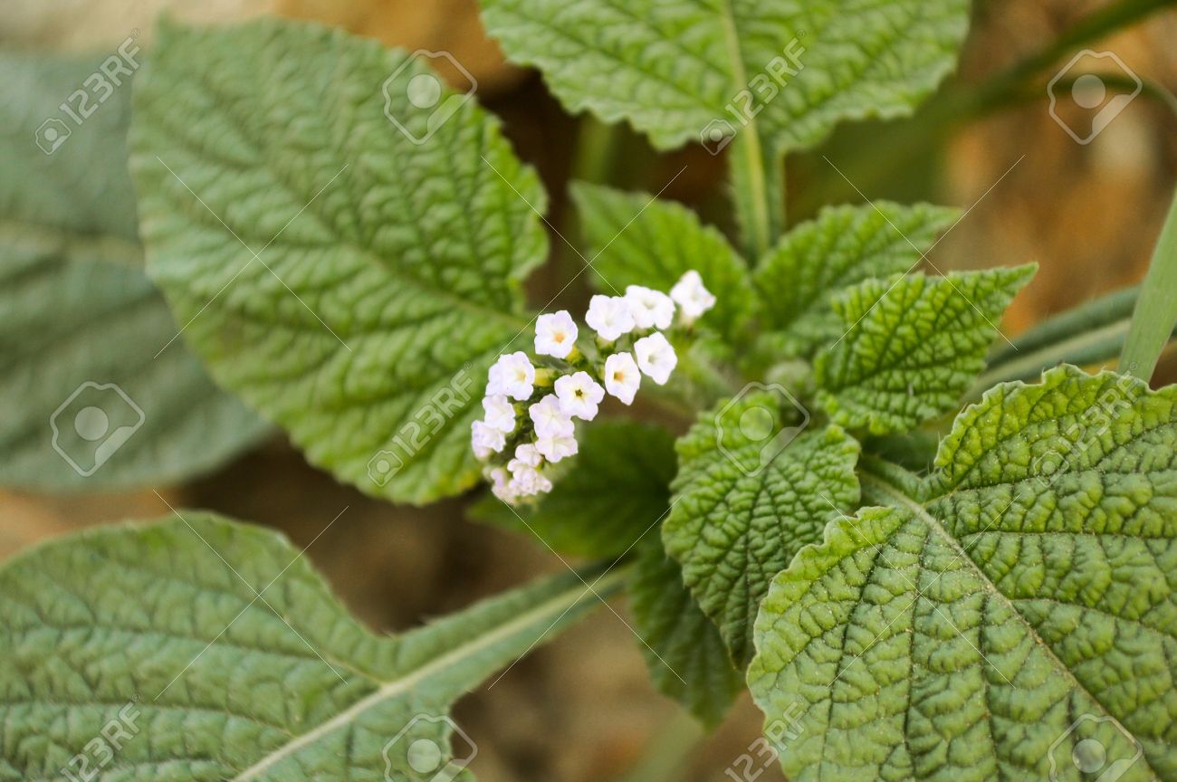 alacransillo flower grass in