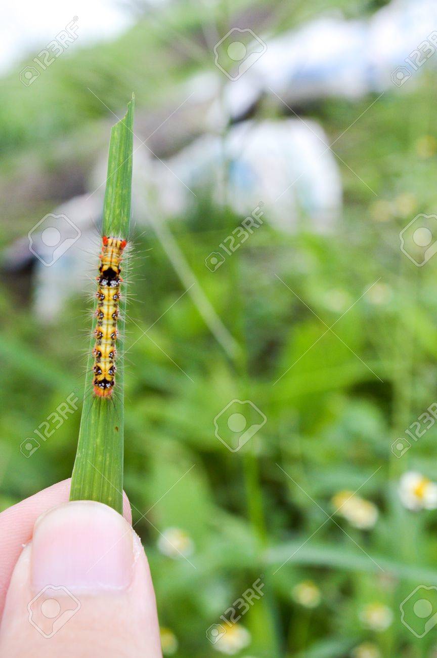 緑の芝生の上で小さな虫 の写真素材 画像素材 Image 緑の芝生の上で小さな虫 の写真素材 画像素材 Image