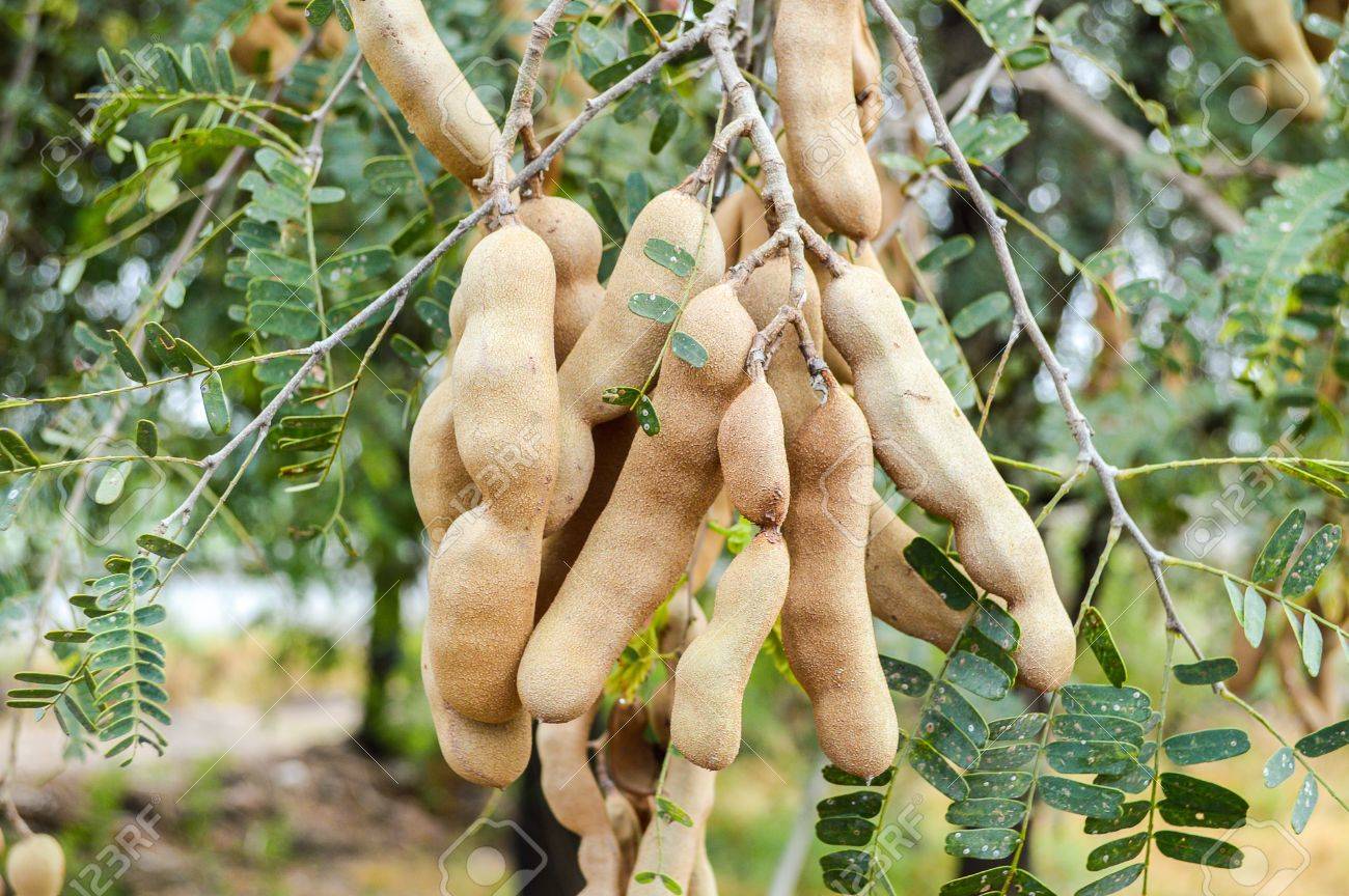 Tamarind Tree In Garden Tamarindus Indica Tree Stock Photo Picture And Royalty Free Image Image Tamarind Tree In Garden Tamarindus Indica Tree Stock Photo Picture And Royalty Free Image Image