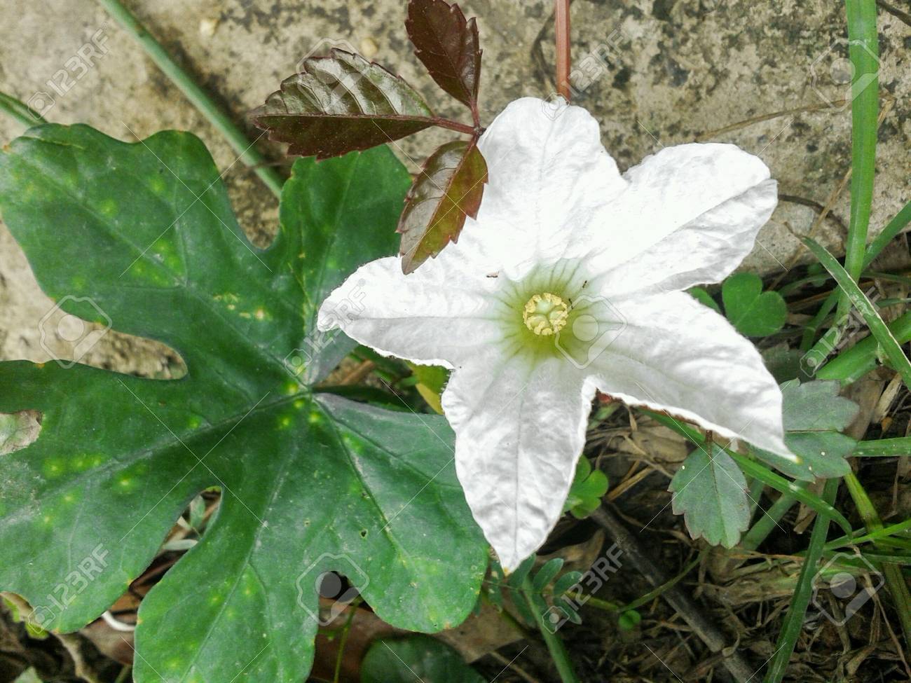 白いアイビーひょうたん花の庭 の写真素材 画像素材 Image