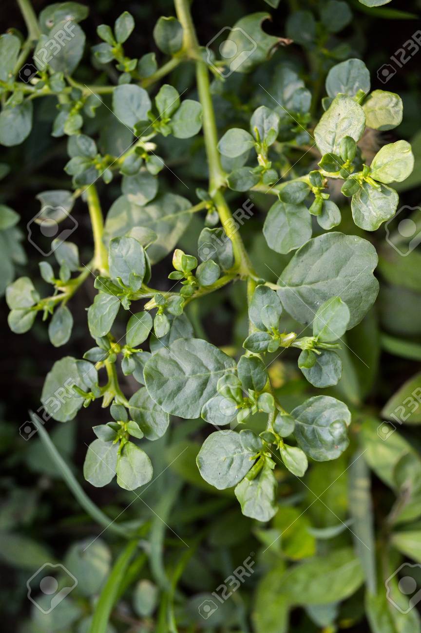 Illustration: Trianthema portulacastrum, image size:864x1300