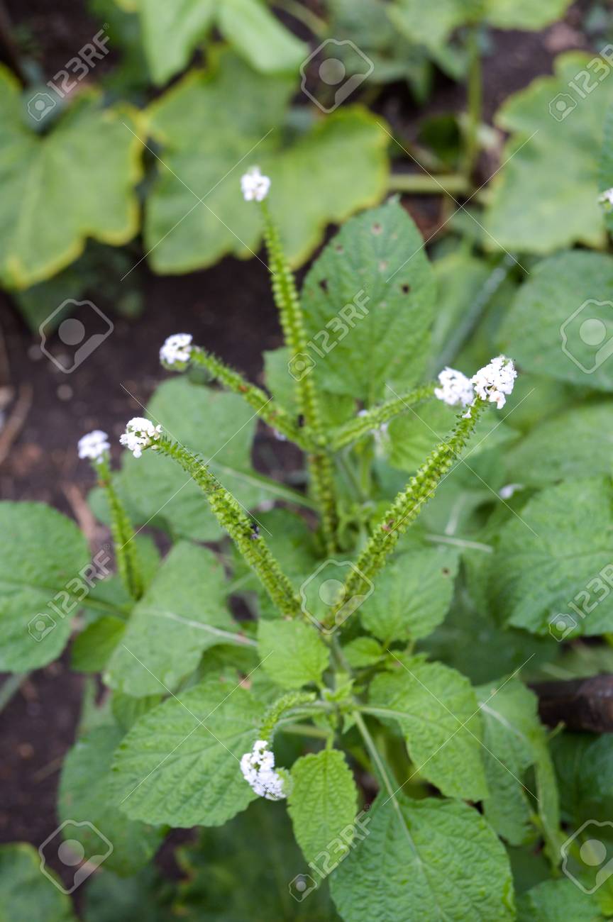 alacransillo flower grass in