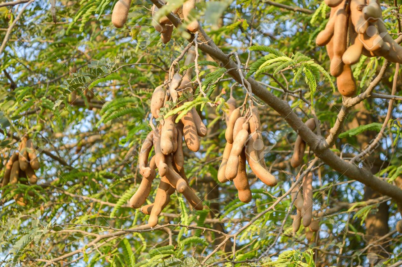 Tamarind Tree In Garden Tamarindus Indica Stock Photo Picture And Royalty Free Image Image Tamarind Tree In Garden Tamarindus Indica Stock Photo Picture And Royalty Free Image Image