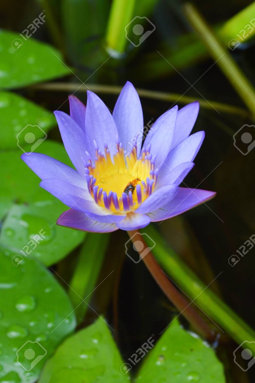 Fleur De Lotus Bleu Dans Un étang à Poissons