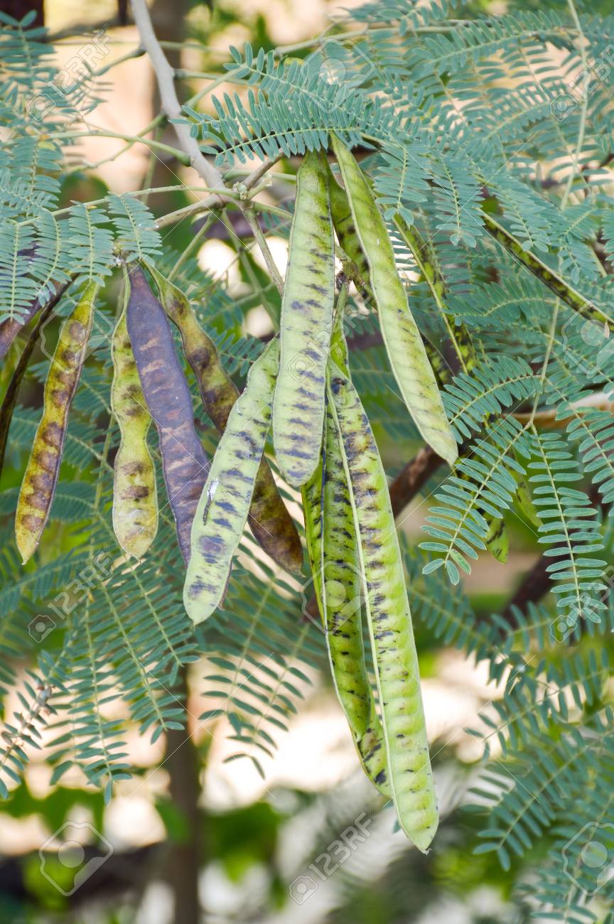 Green Acacia Tree In Garden Acacia Auriculiformis Cunn Stock Photo Picture And Royalty Free Image Image Green Acacia Tree In Garden Acacia Auriculiformis Cunn Stock Photo Picture And Royalty Free Image Image