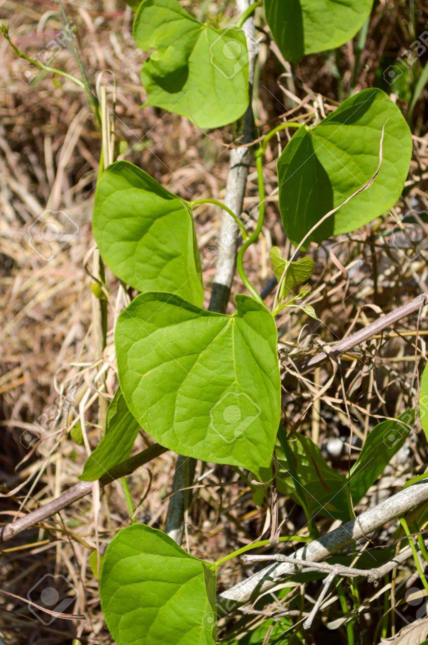 自然の庭で緑の蔦草 の写真素材 画像素材 Image