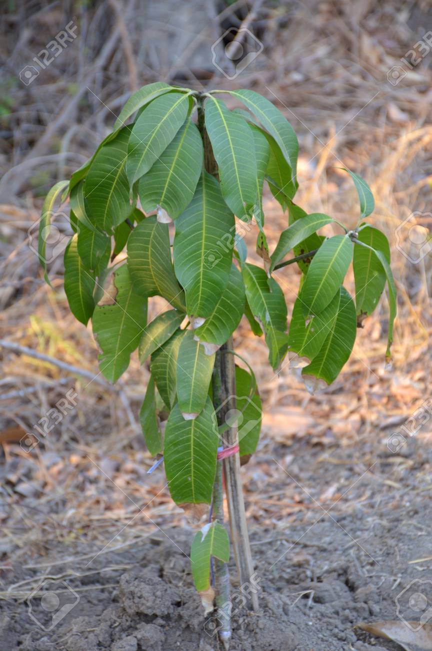 young mango tree in