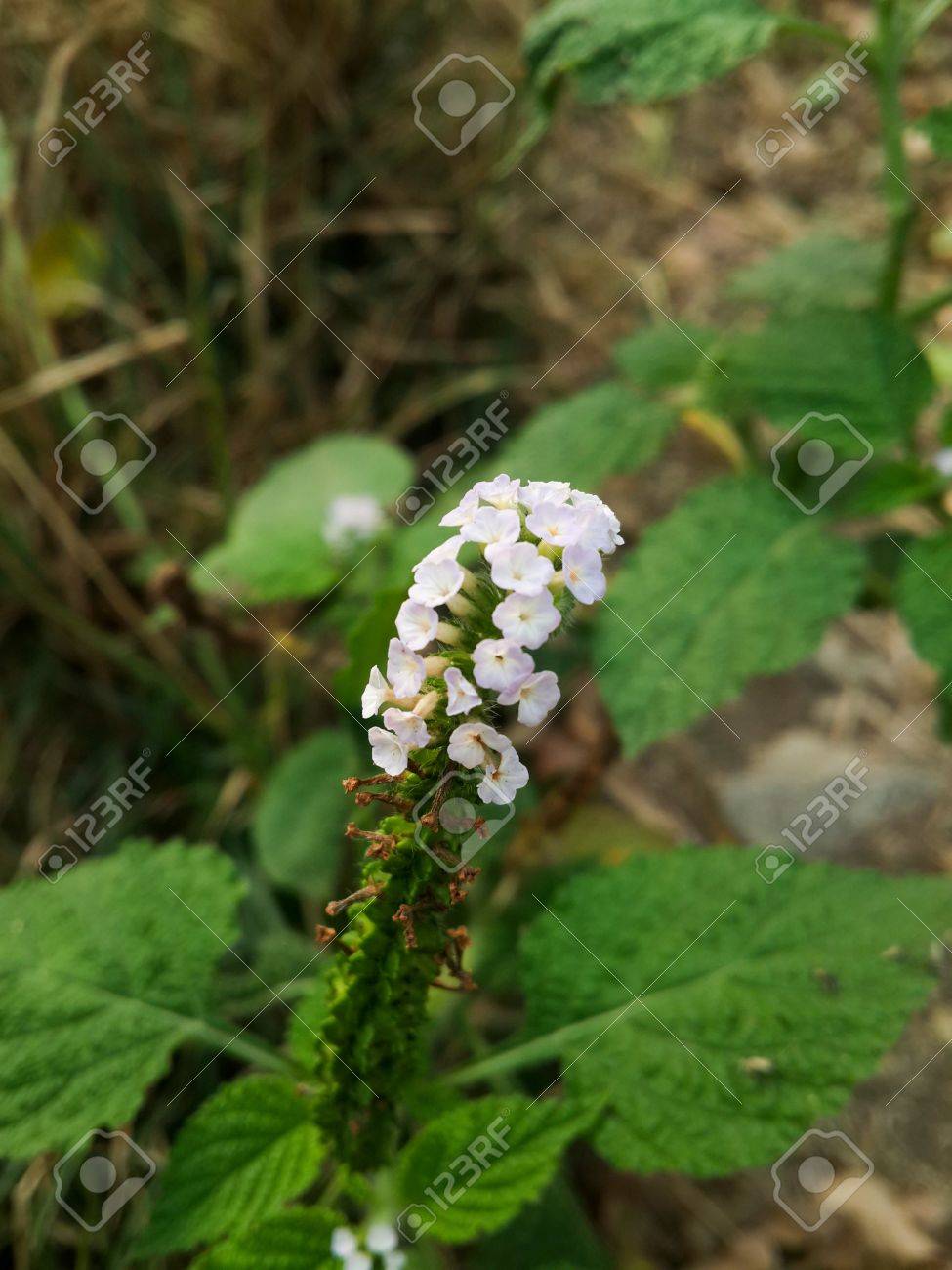 alacransillo flower grass in
