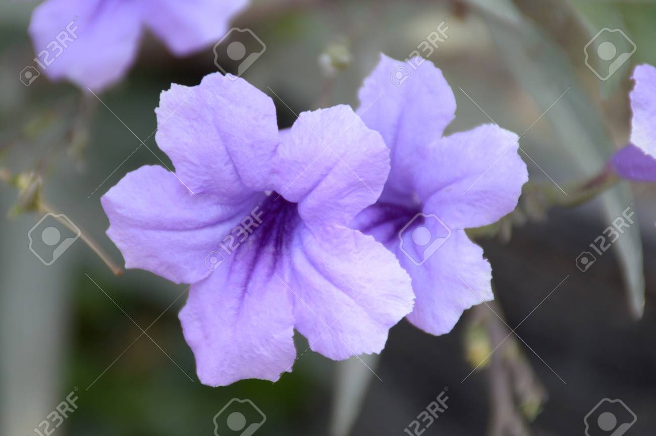 Flor Azul Ruellia Tuberosa En El Jardin De La Naturaleza Fotos Retratos Imagenes Y Fotografia De Archivo Libres De Derecho Image 58504163