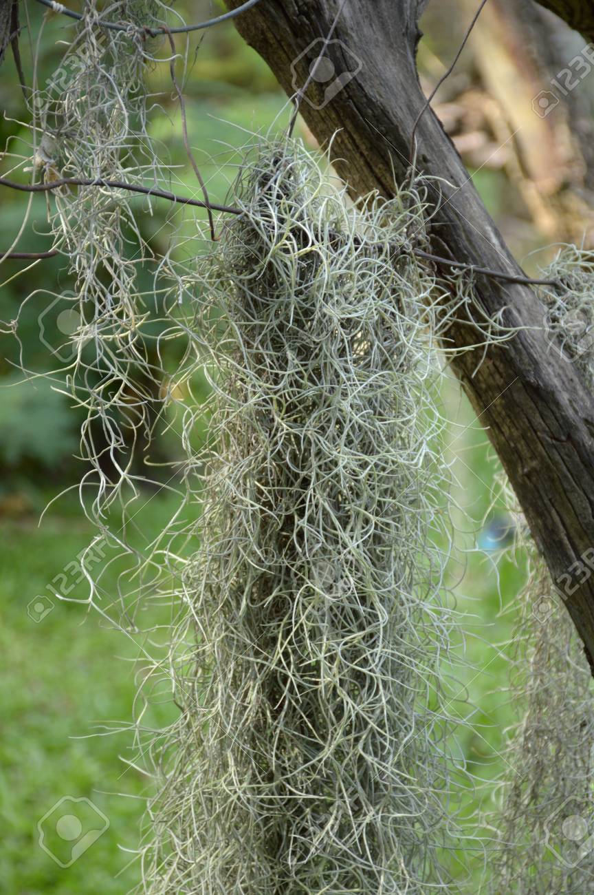 サルオガセモドキ Usneoides 植物自然園 の写真素材 画像素材 Image