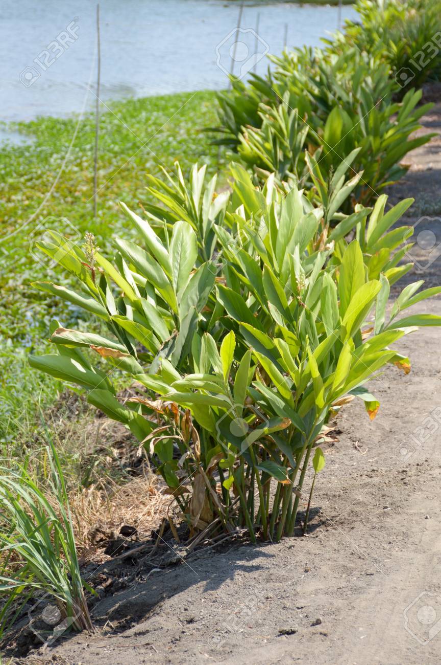 Fresh Green Alpinia Galanga Plants In Nature Garden Stock Photo Picture And Royalty Free Image Image