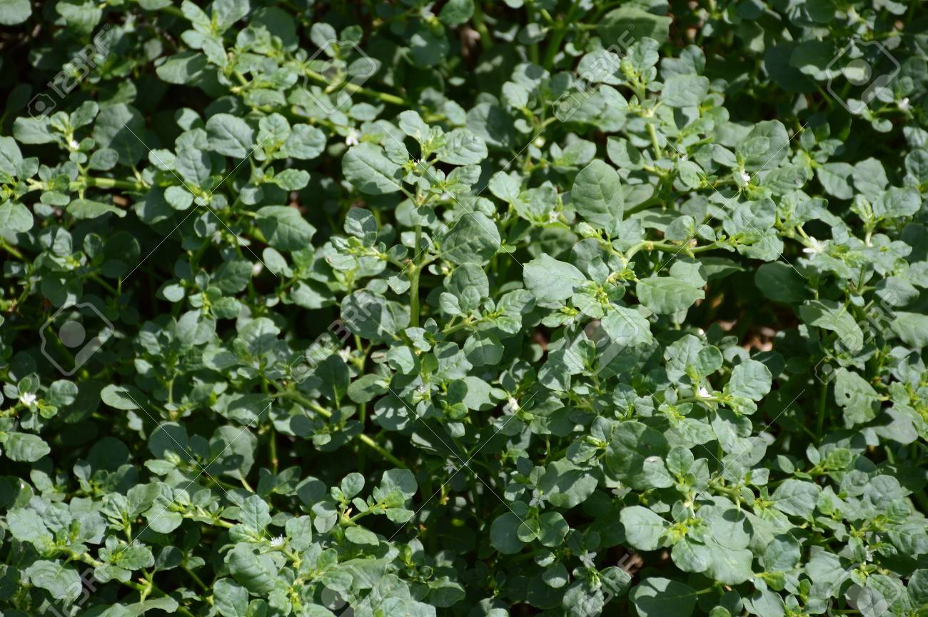 Trianthema portulacastrum - KnowYourWeeds, image size:1300x864