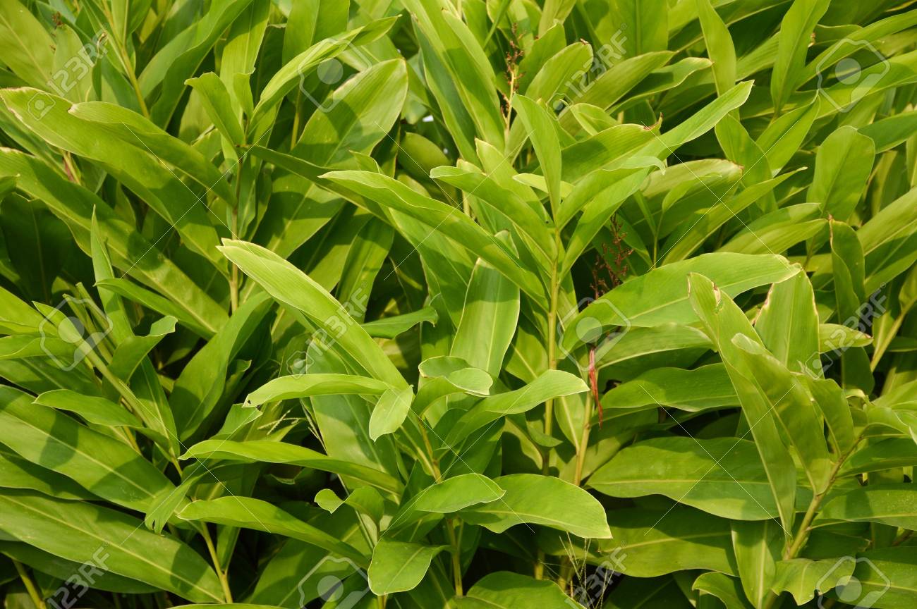 Frische Grune Alpinia Galanga Anlagen Im Naturgarten Lizenzfreie Fotos Bilder Und Stock Fotografie Image