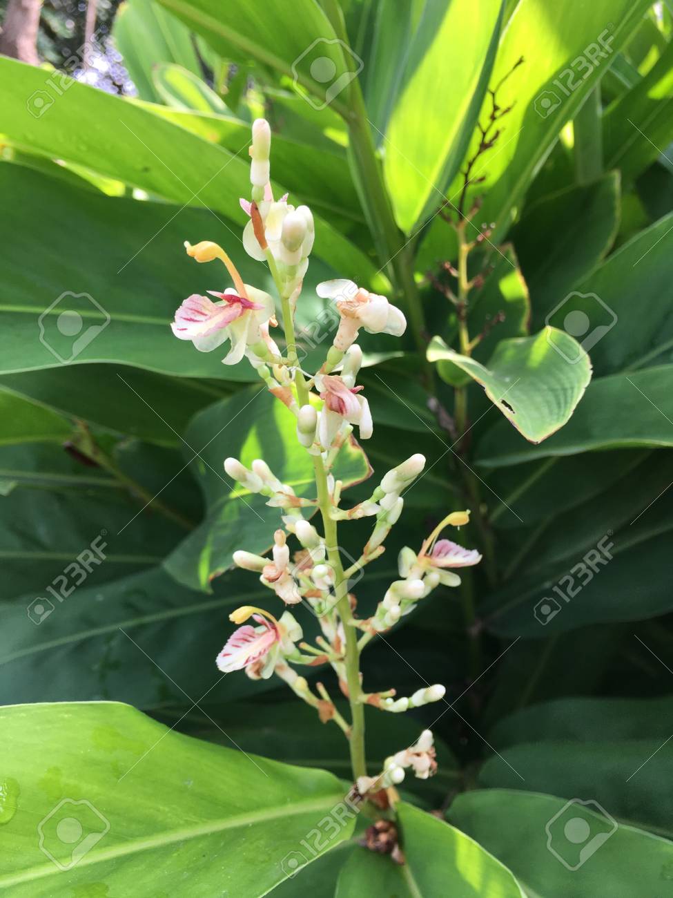 Alpinia Galanga Flower In Nature Garden Stock Photo Picture And Royalty Free Image Image