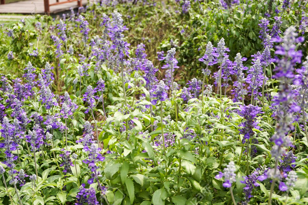 Purple Salvia Splendens Flower In Nature Garden Stock Photo Picture And Royalty Free Image Image 76409088