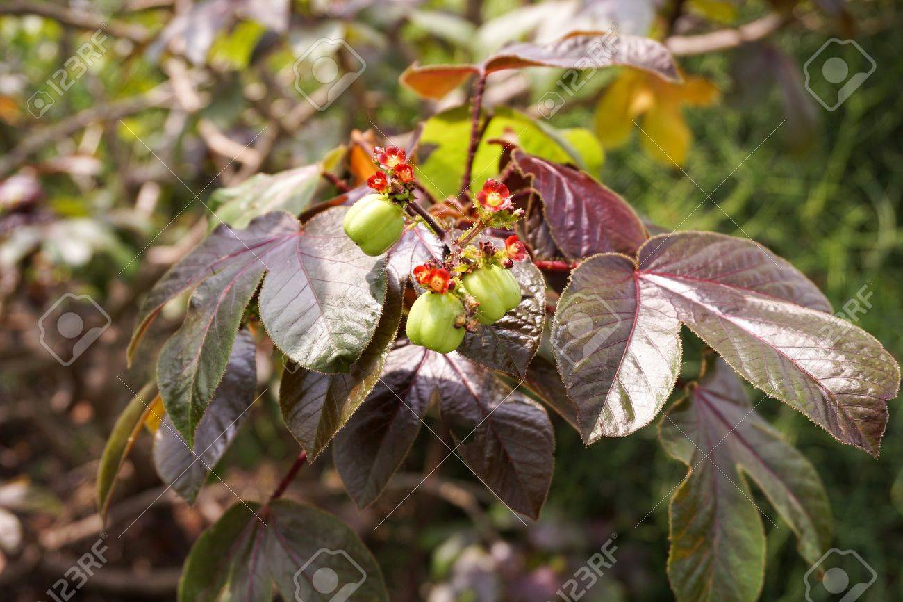 Jatropha Gossypifolia Download