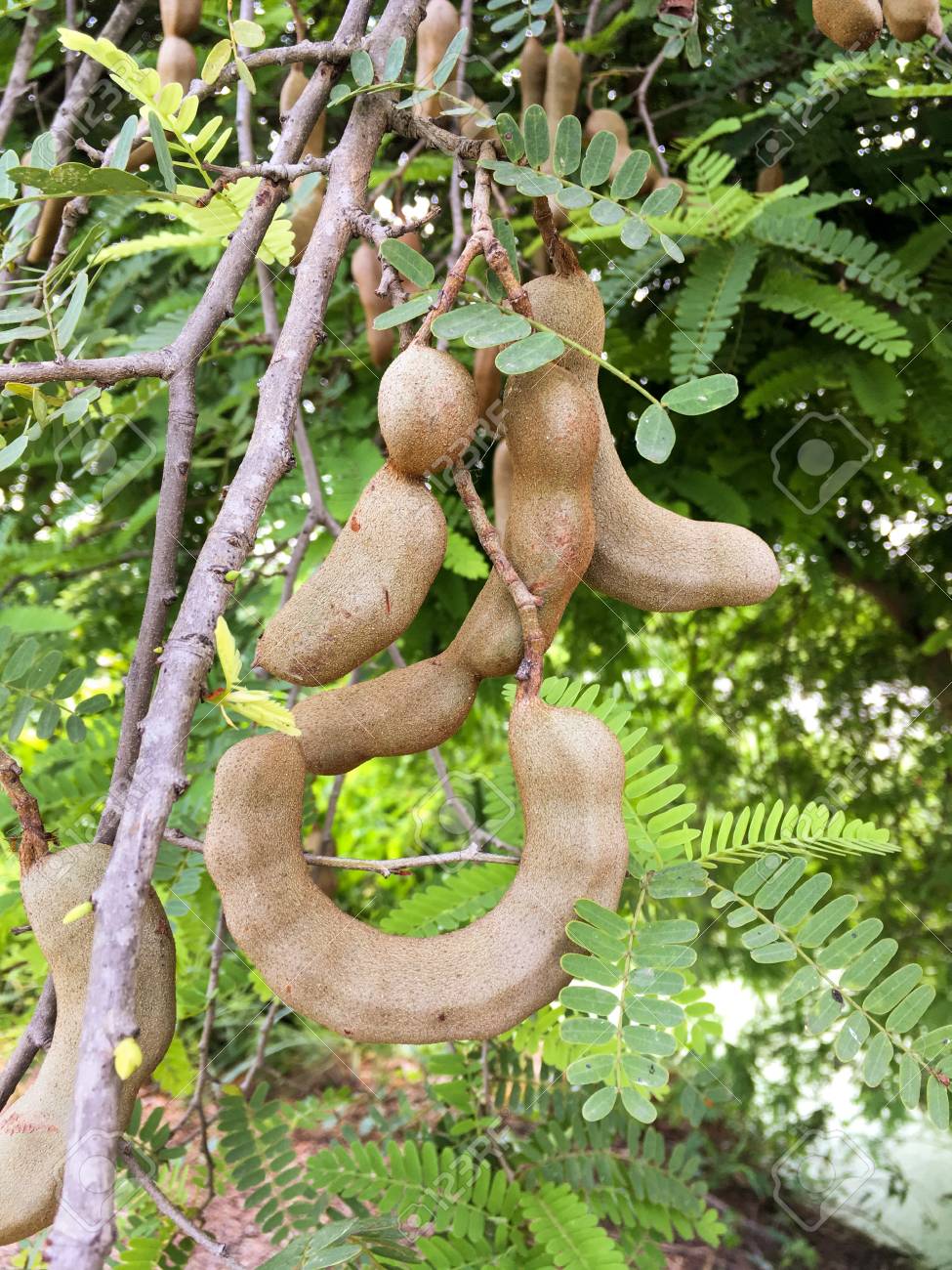 Tamarindus Indica Fruit In Nature Garden Stock Photo Picture And Royalty Free Image Image