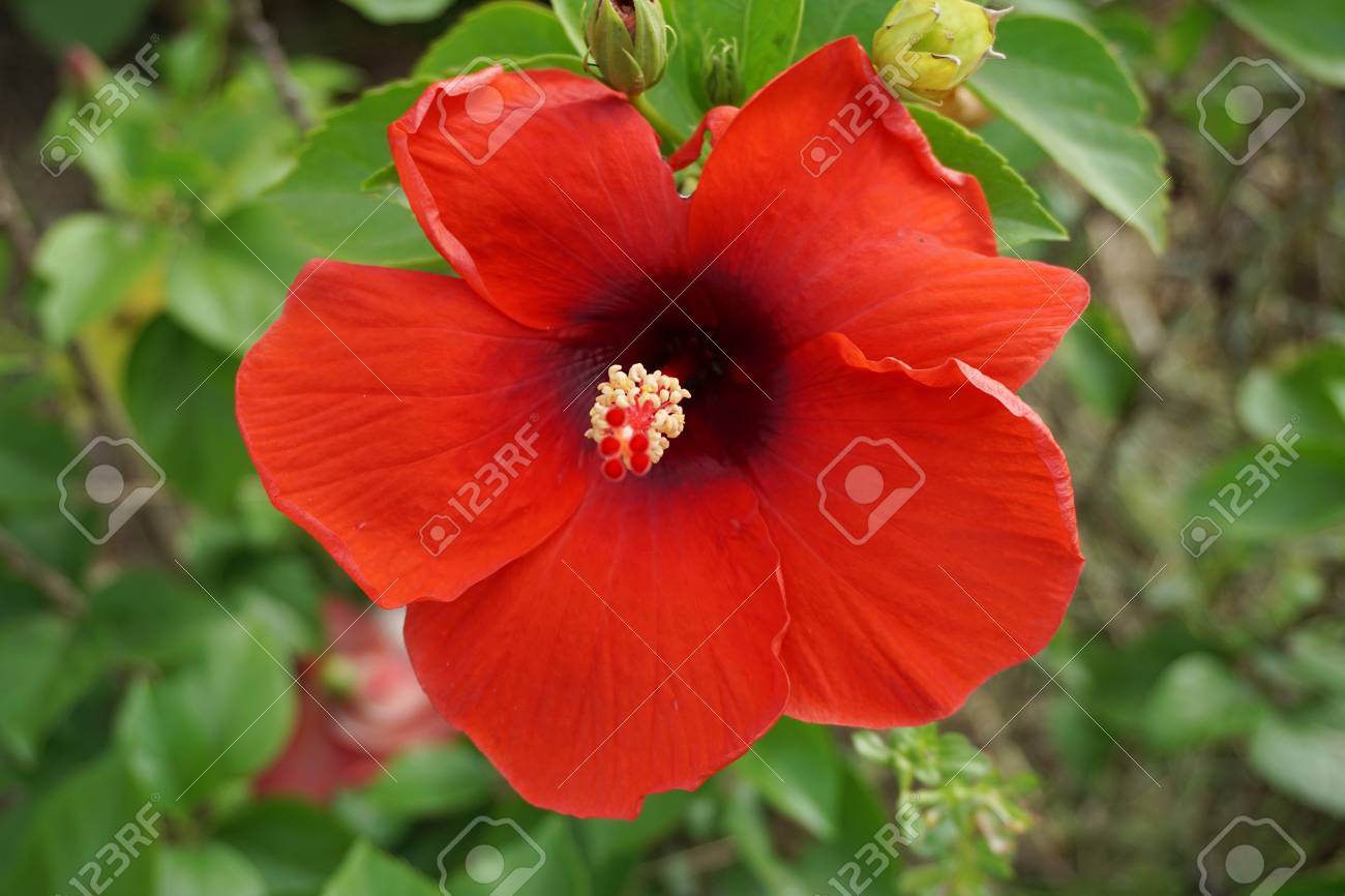 自然観察園で赤のムクゲ の写真素材 画像素材 Image