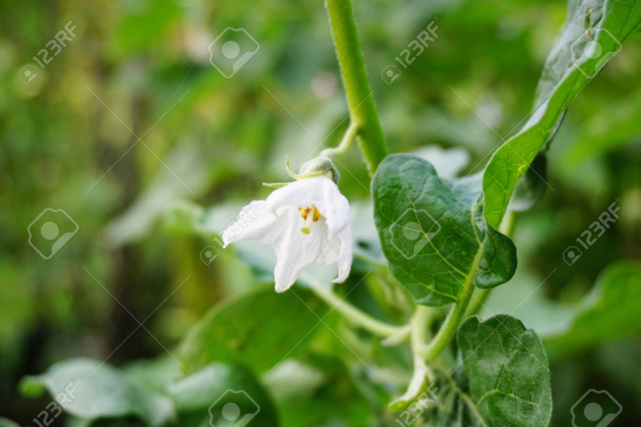 自然観察園で白ナスの花 の写真素材 画像素材 Image