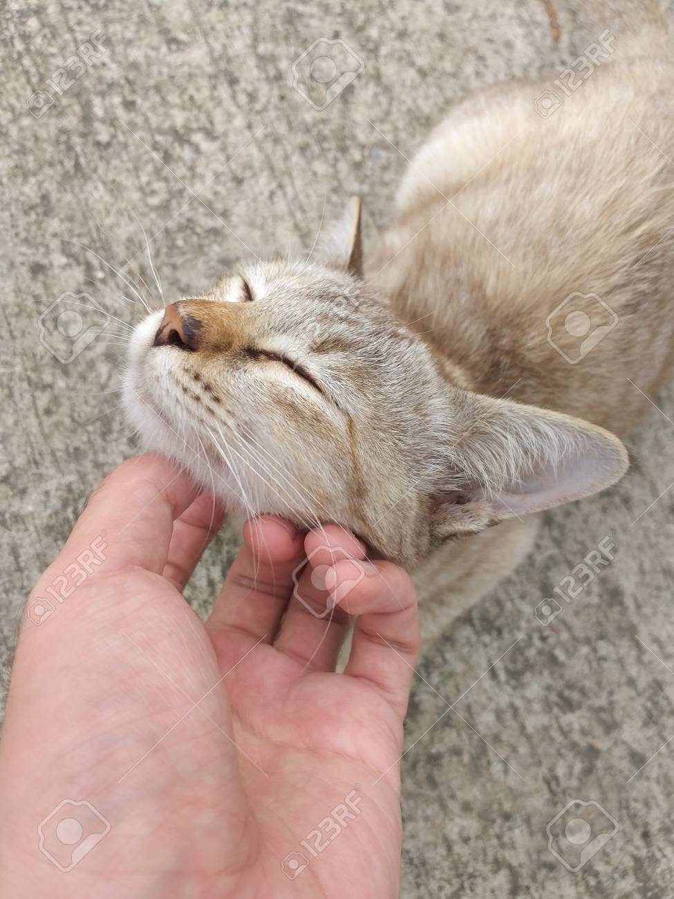 etiam-dictum-ipsum-a-felis