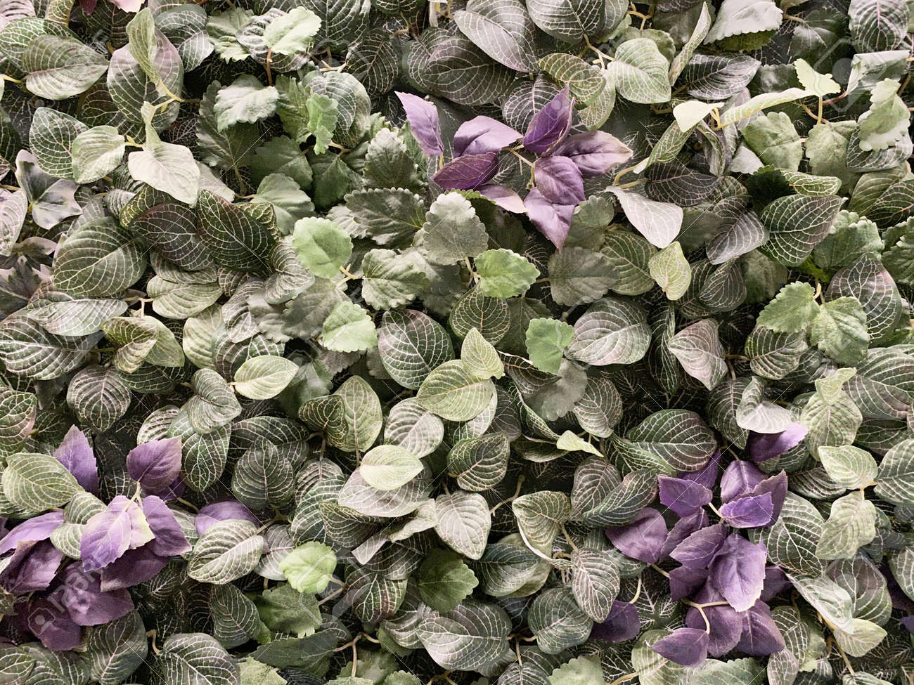 自然庭園の新鮮なヘミグラフィスオルタナタ植物 の写真素材 画像素材 Image