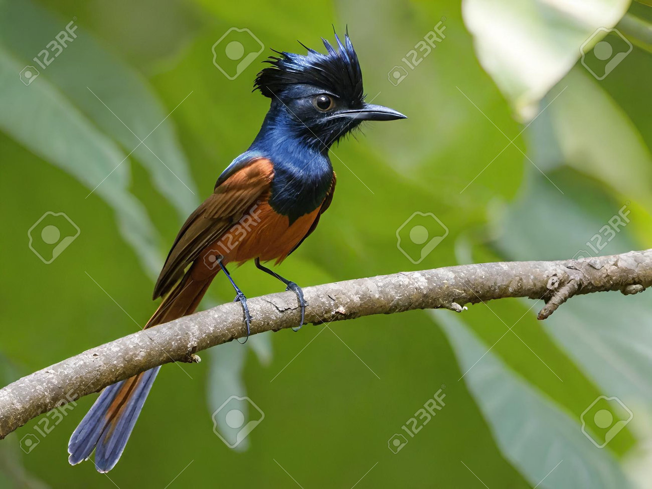 etiam-dictum-ipsum-a-felis