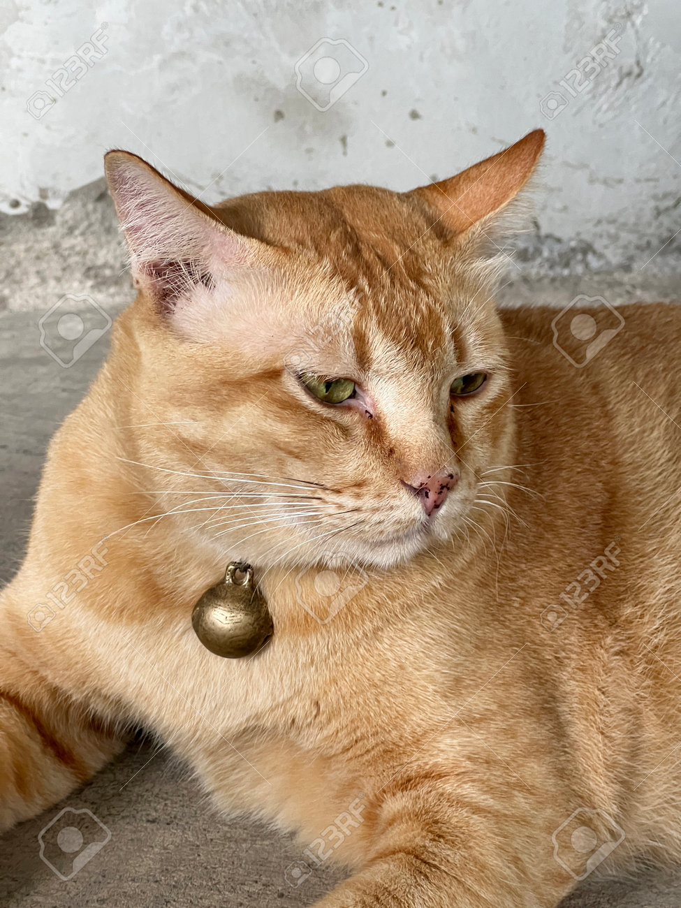 etiam-dictum-ipsum-a-felis