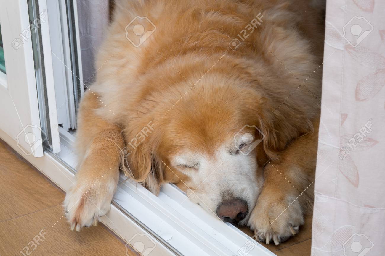 fat golden retriever