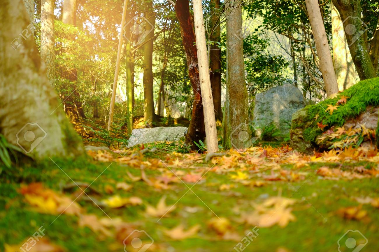 Luz Do Sol Brilhando Atraves Das Arvores No Outono Maple Folhas Caindo No Chao Concentre Se Na Arvore Da Frente Fotos Retratos Imagenes Y Fotografia De Archivo Libres De Derecho Image 58814258
