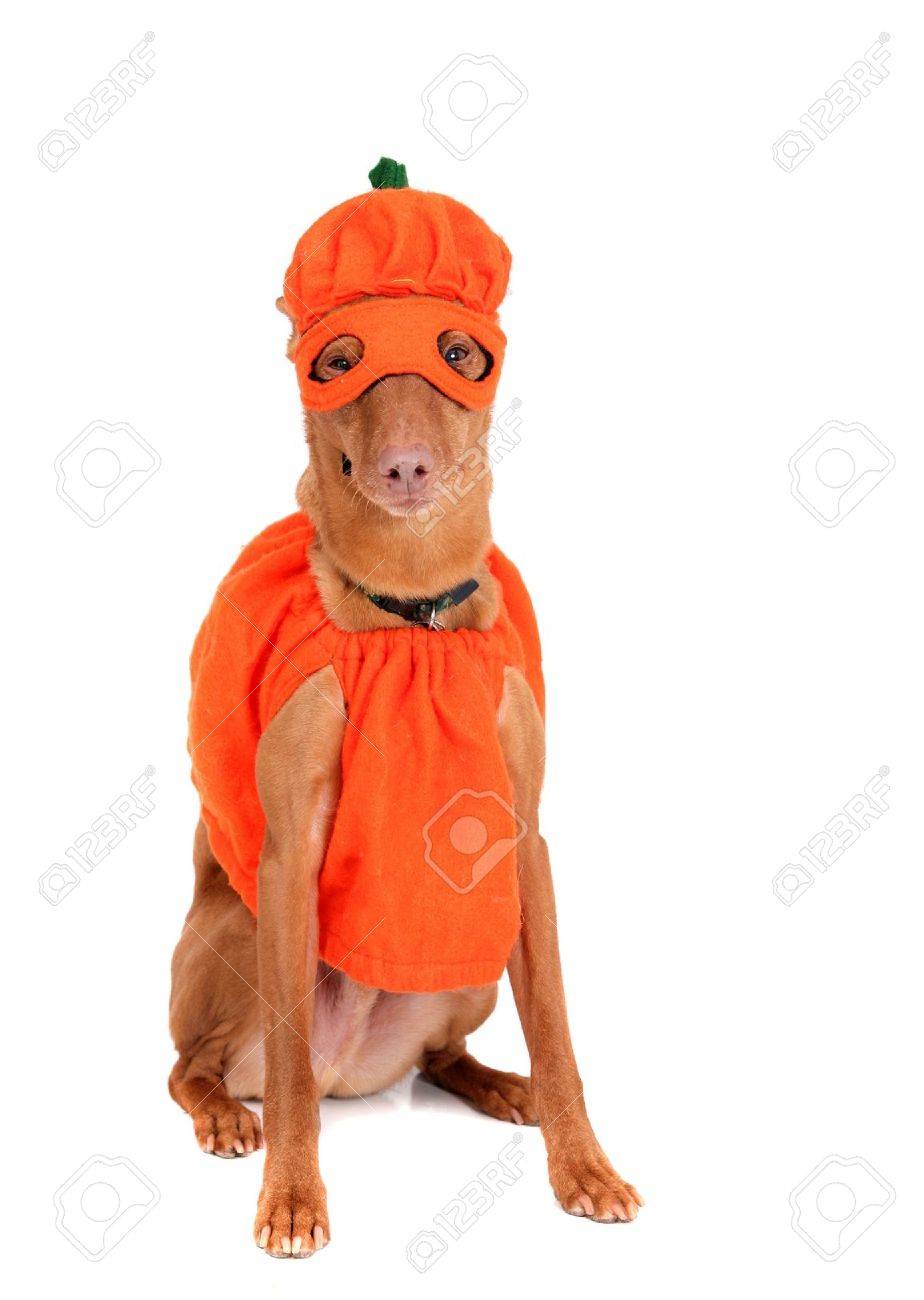 doberman costume