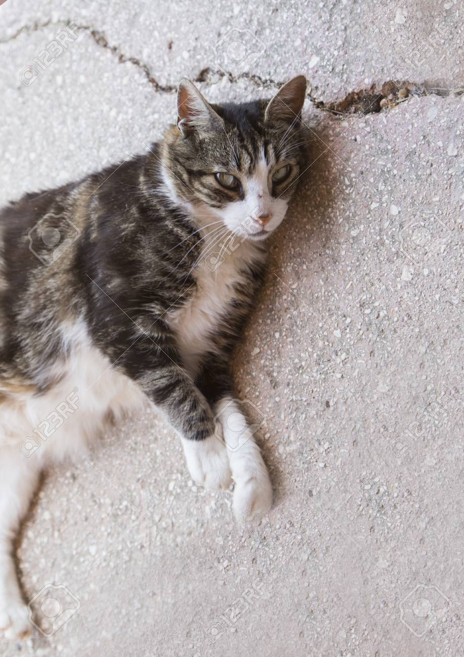Immagini Stock Kitten Gatto Di Razza Comune Con Gli Occhi