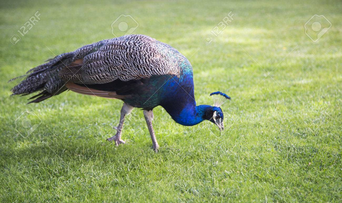 カラフルな尾を持つ草の美しい野生の孔雀 の写真素材 画像素材 Image