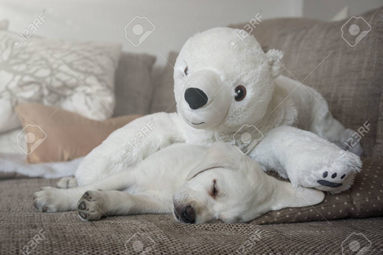 labrador cuddly toy