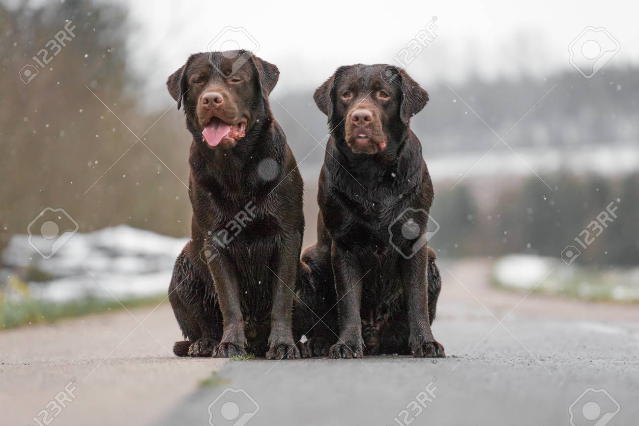 コンクリート通りに座っている2匹のかわいい若い茶色のラブラドールレトリバー犬の子犬が微笑んでいる の写真素材 画像素材 Image