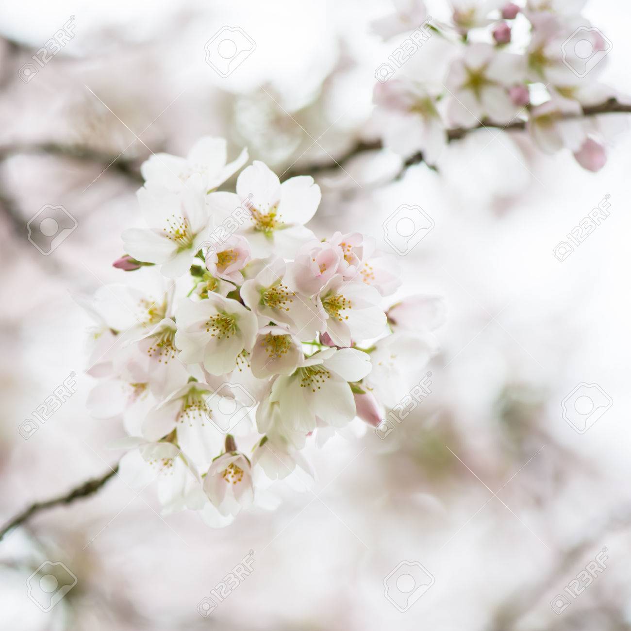 白い花 桜咲く春 イングランド 英国の公園で咲く木の枝 の写真素材 画像素材 Image