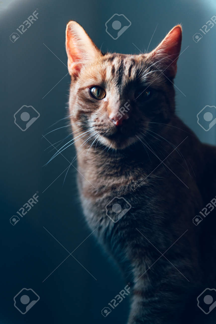 etiam-dictum-ipsum-a-felis