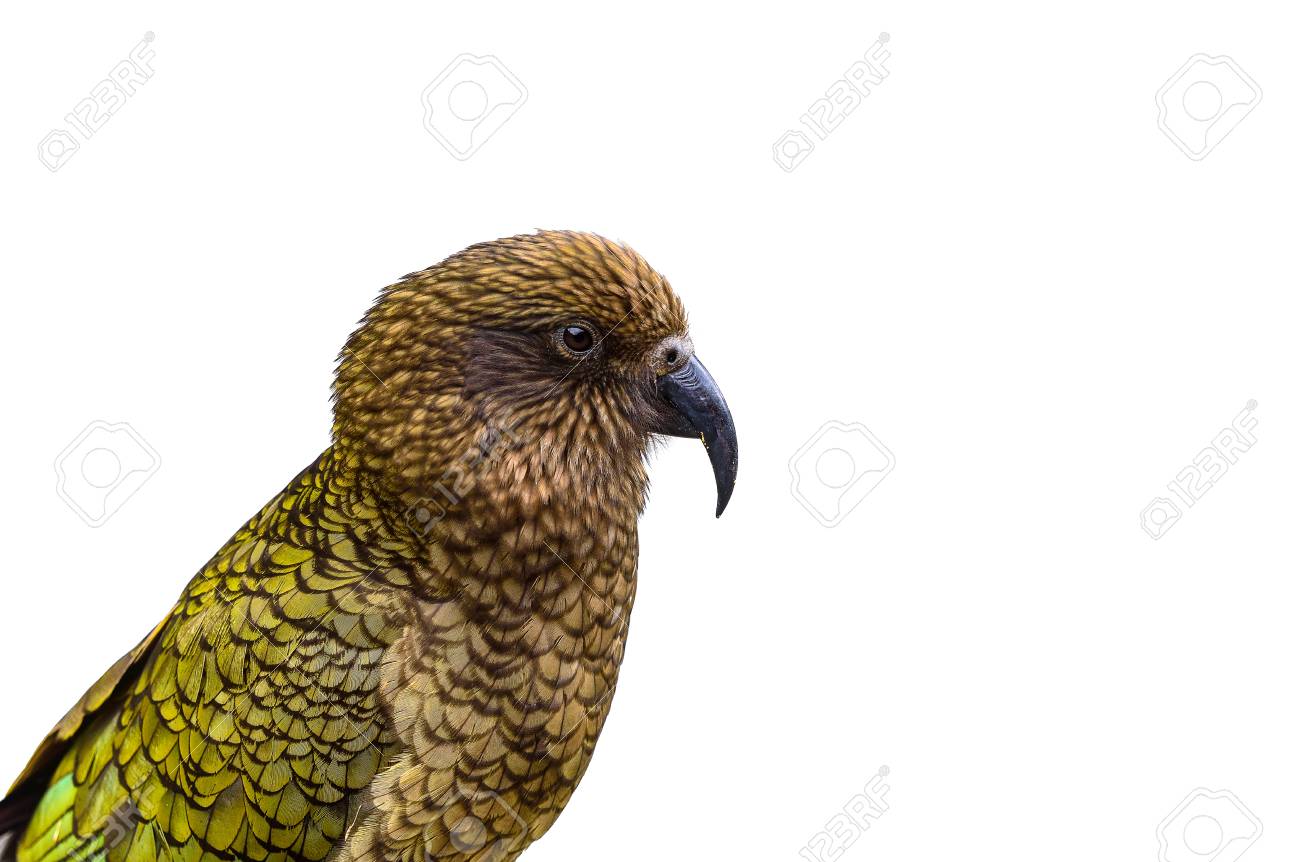 Un Oiseau De Kea Perroquet Alpin De Nouvelle Zélande Sur Fond Noir Blanc
