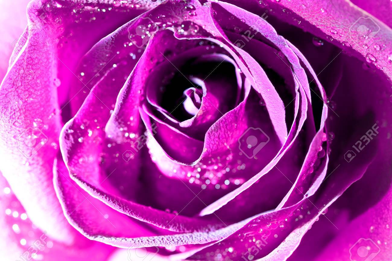 美しい紫のバラ の写真素材 画像素材 Image