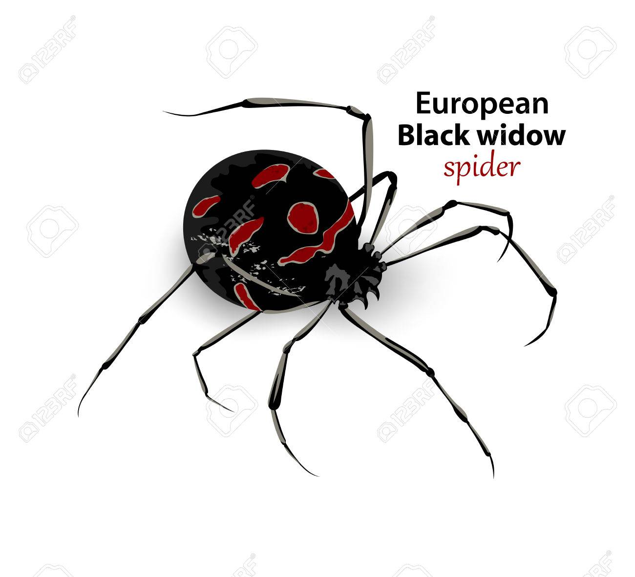 european black widow spider vector on a white background royalty black widow size