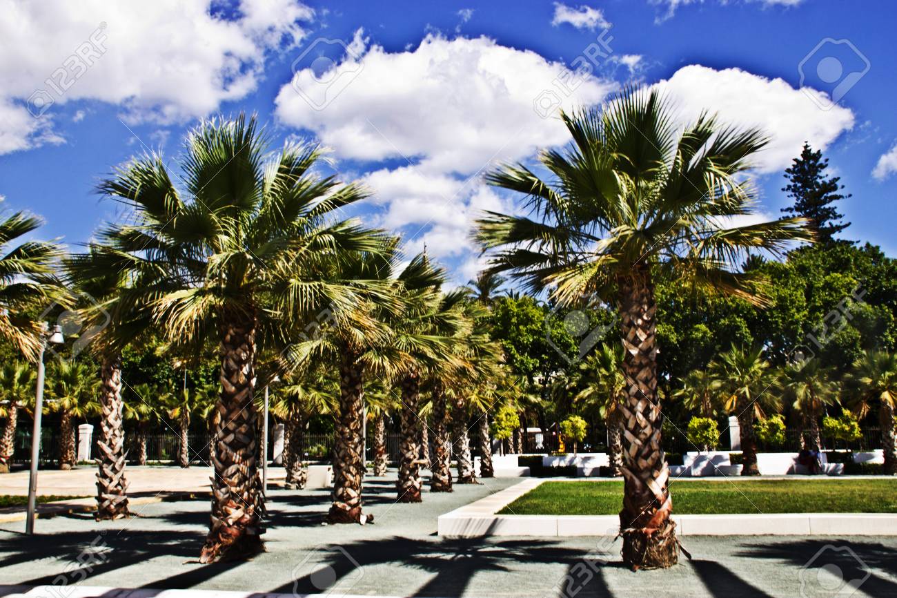 Palme Garten Mit Bewolktem Himmel In Malaga Spanisch Andalusischen Stadt Lizenzfreie Fotos Bilder Und Stock Fotografie Image 23051321