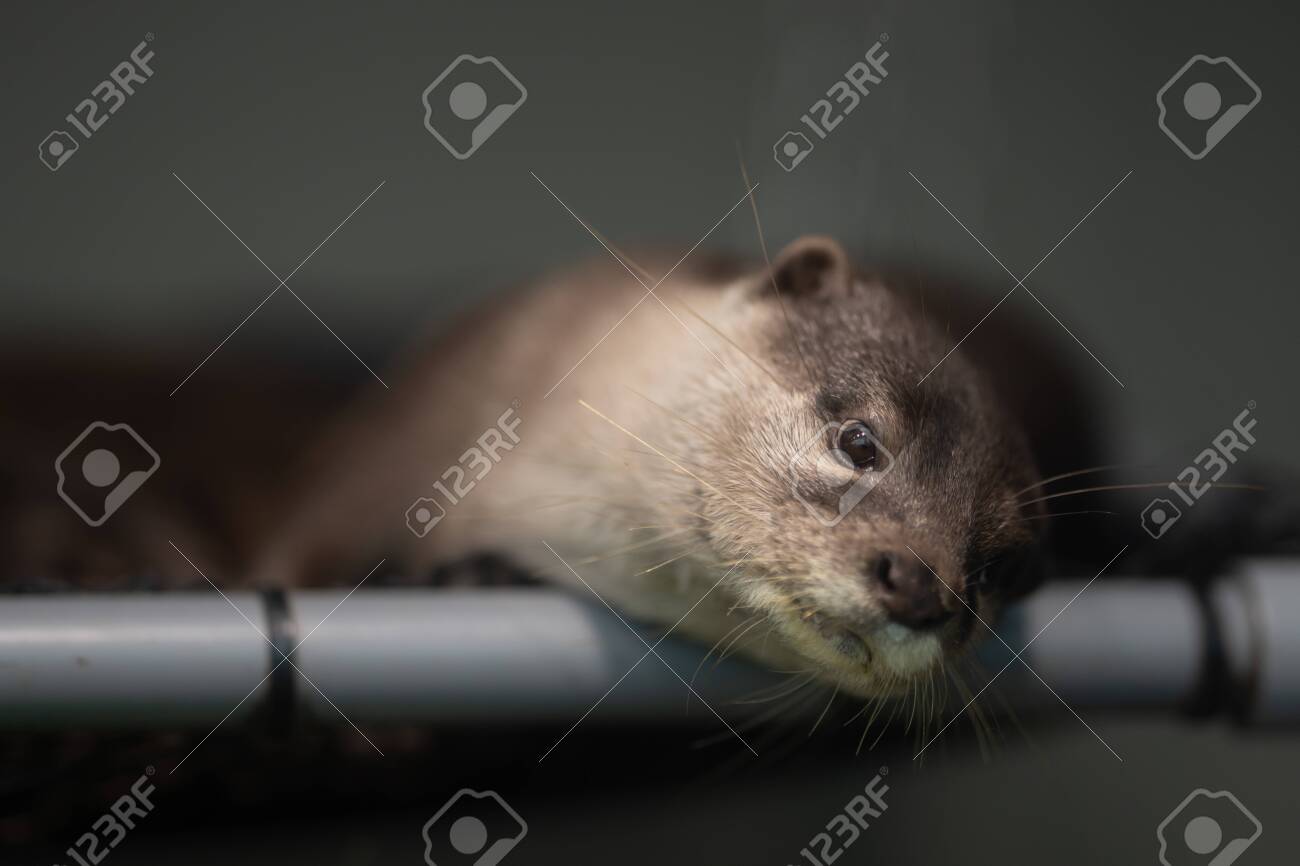 etiam-dictum-ipsum-a-felis