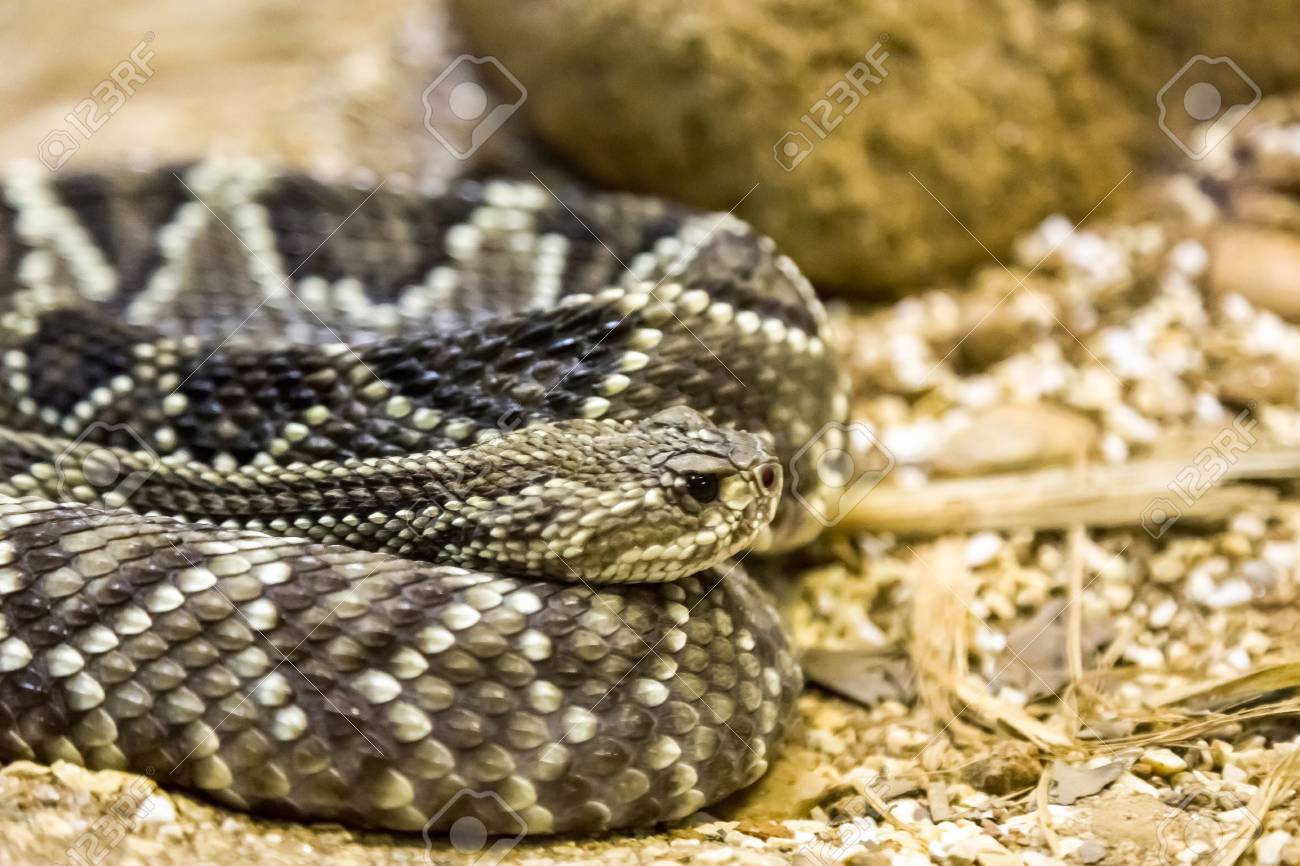 ガラガラヘビ-ミナミガラガラヘビ、有毒。危険。の写真素材・画像素材