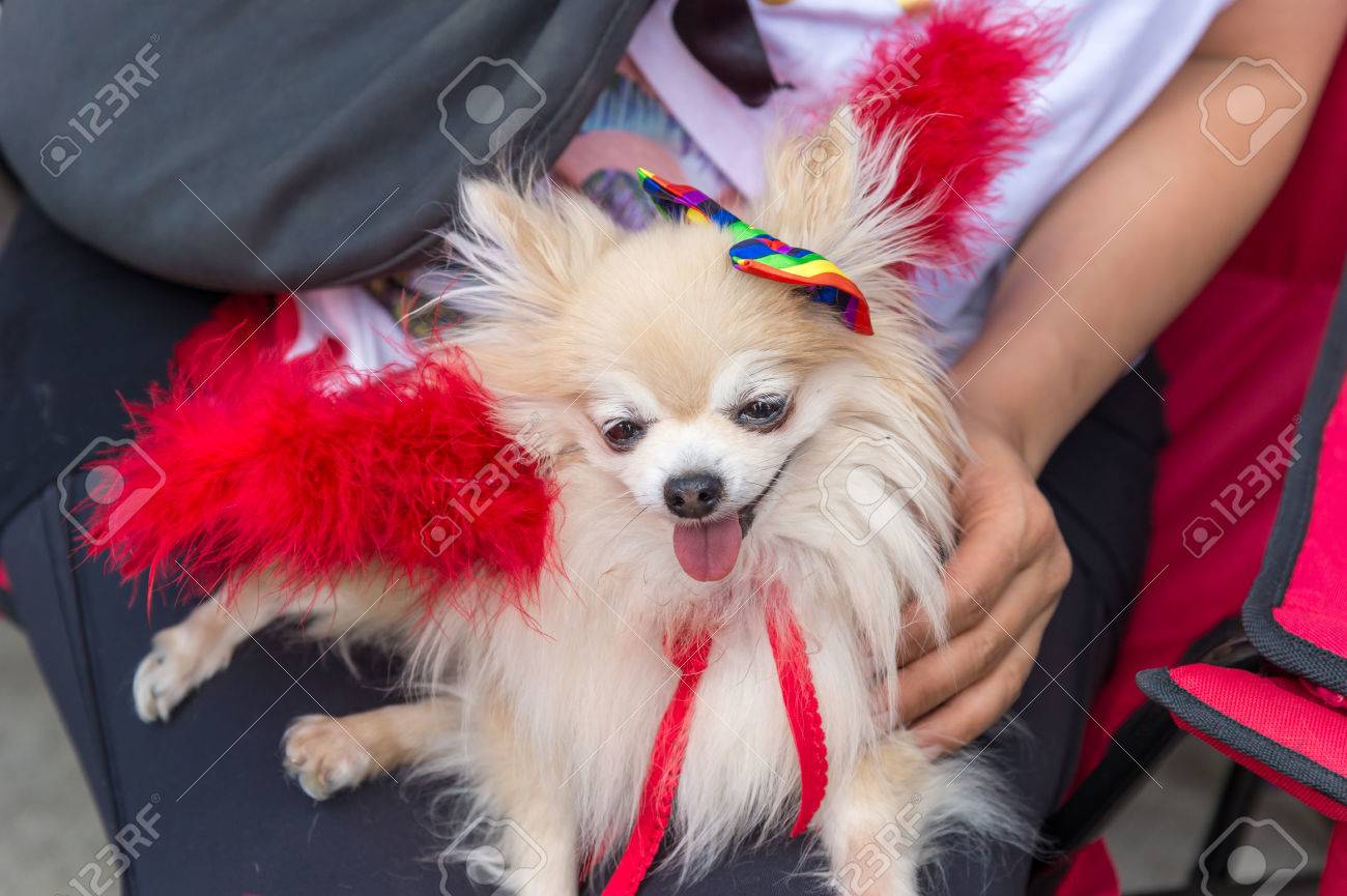 rainbow pomeranian