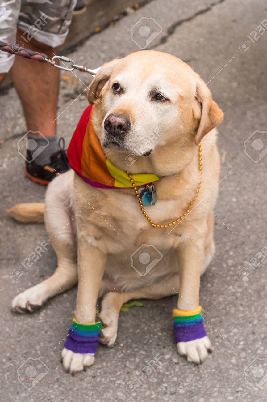 Labrador gay Labrador gay