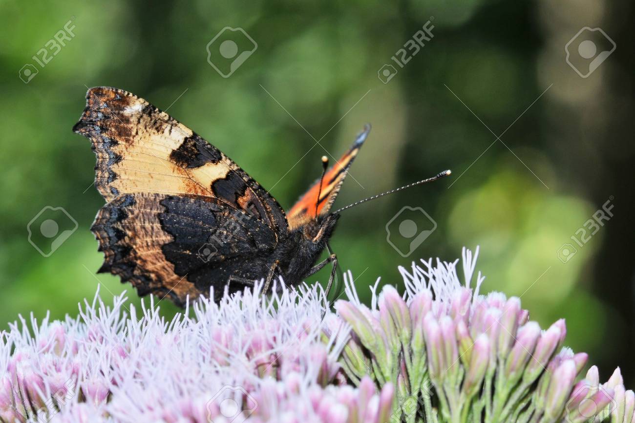 etiam-dictum-ipsum-a-felis