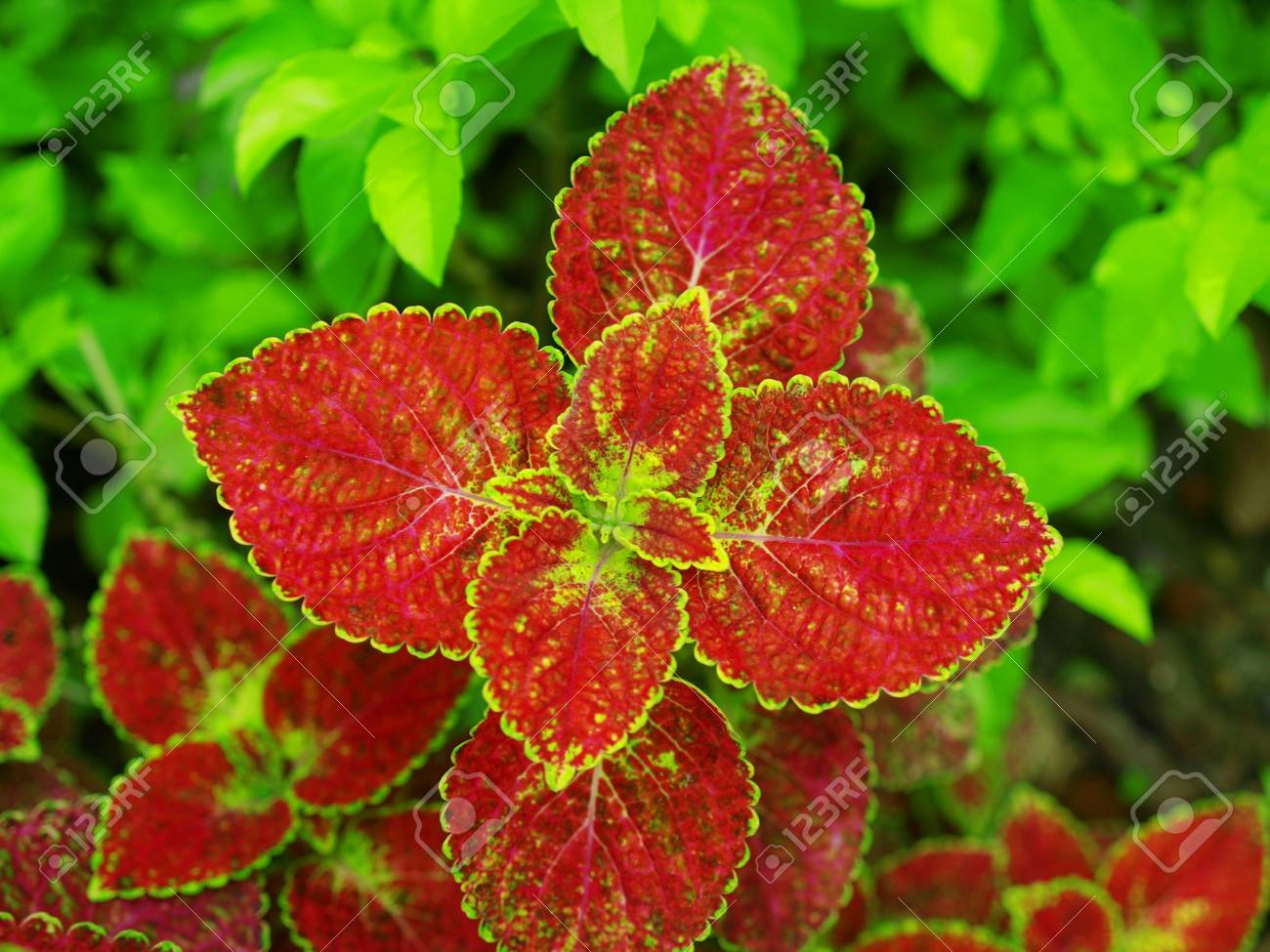 etiam-dictum-ipsum-a-felis